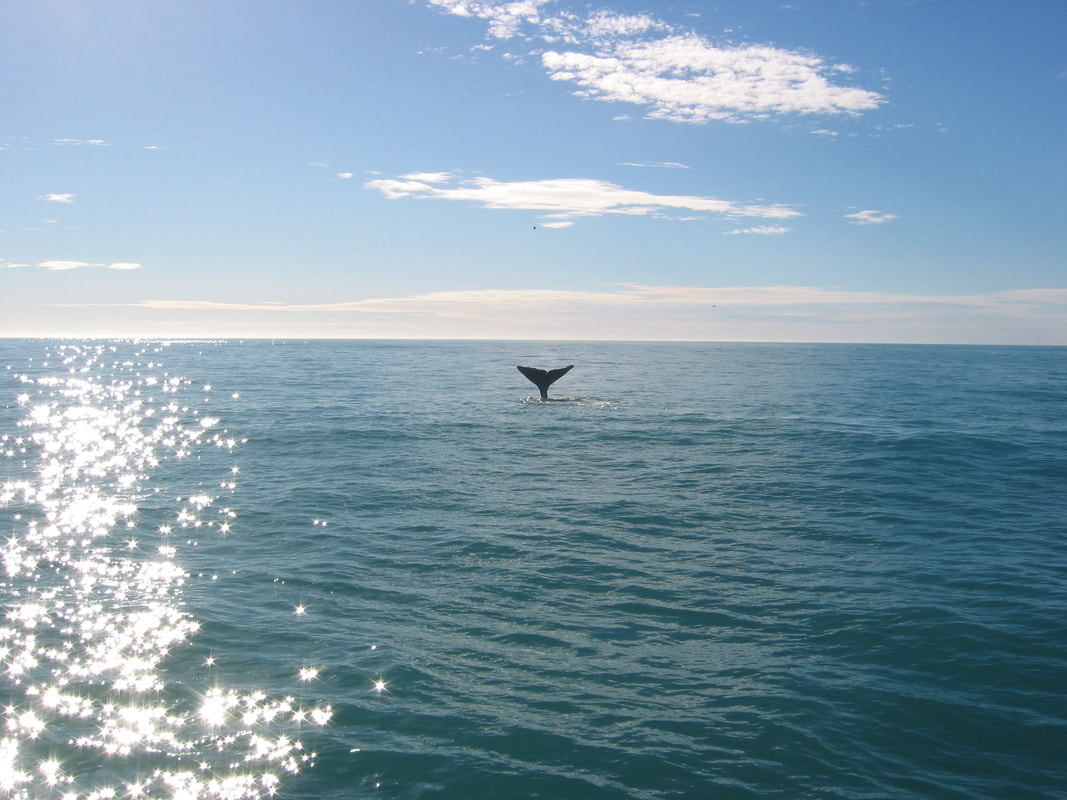 Billede af hval, der dykker
