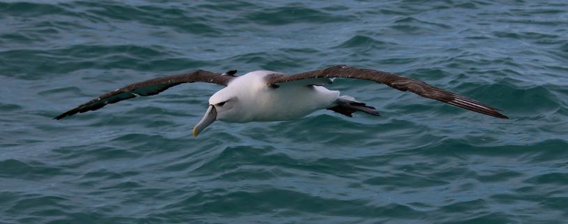 Billede af albatros