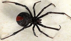Billede af giftig edderkop