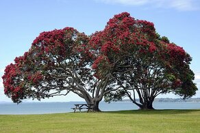 Billede af New Zealands nationaltræ