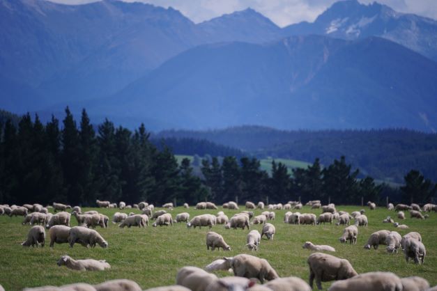 Billede af får
