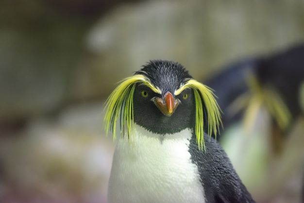 Billede af guløjet pingvin