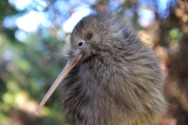 En kiwi; fuglen