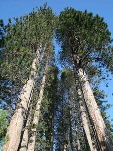 Billede af Pinus Ponderosa
