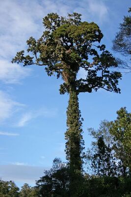 Billede af rimu træet