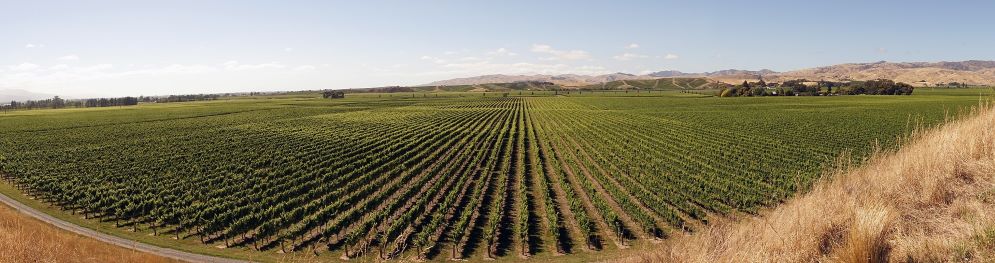 Billede af vinmarker